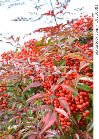 Ogle tree · red fruit of southern sky 3 19310081