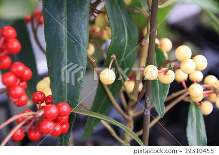 Ogata Tree · One hundred (Hijyou) 2 Ogata Tree · One hundred (Hijyou) 2 19310458