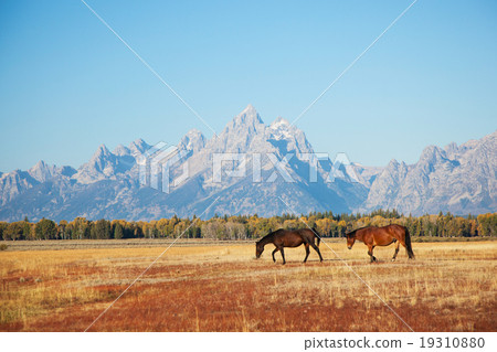 Grand Teton National Park nestling in the horse meadow 19310880