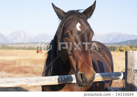 Horse Portrait Grand Teton National Park 19310884