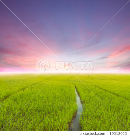 beauty agriculture rice green field at evening 19312023