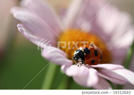 Ladybird (Heart in the back) Ladybird (Heart in the back) 19312693