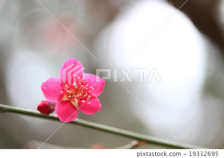 Plum (butterfly stag) Plum (butterfly stag) 19312695