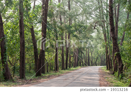 The road in Pine forest.  19313216
