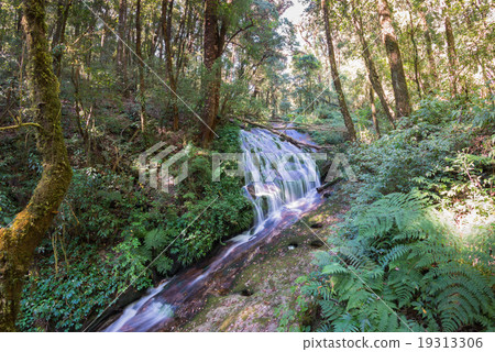 small waterfall in montane forest 19313306