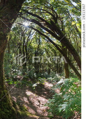 Montane forest 19313307