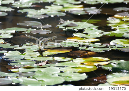 Dragonfly Ginyama 19313570