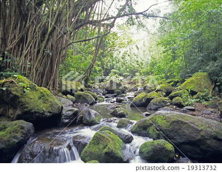Manoa valley Manoa valley 19313732