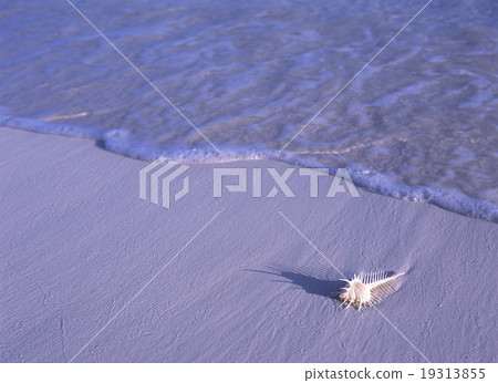 Seashell of the beach 19313855
