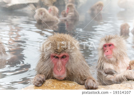 Osaru enjoying hot springs Japanese monkey enjoys an outdoor bath Osaru enjoying hot springs Japanese monkey enjoys an outdoor bath 19314107