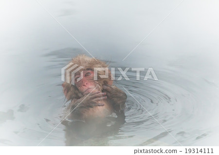 Osaru enjoying hot springs Japanese monkey enjoys an outdoor bath Osaru enjoying hot springs Japanese monkey enjoys an outdoor bath 19314111