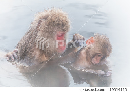 Osaru enjoying hot springs Japanese monkey enjoys an outdoor bath Osaru enjoying hot springs Japanese monkey enjoys an outdoor bath 19314113