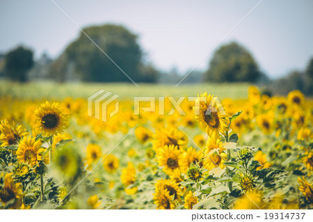Sunflowers is blooming in farm, Saraburi, Thailand 19314737