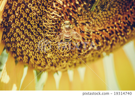 Sunflowers is blooming in farm, Saraburi, Thailand 19314740