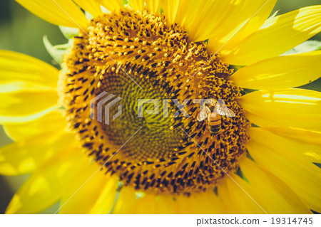 Sunflowers is blooming in farm, Saraburi, Thailand Sunflowers is blooming in farm, Saraburi, Thailand 19314745