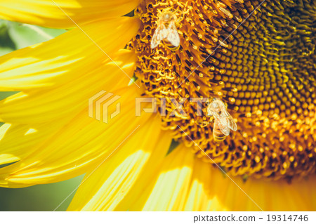 Sunflowers is blooming in farm, Saraburi, Thailand 19314746