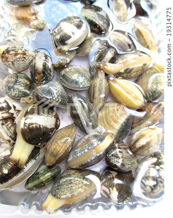 Fresh raw clams Fresh raw clams 19314775