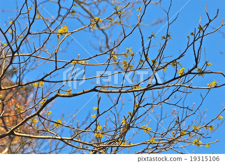 When Manzaku blooms Early spring When Manzaku blooms Early spring 19315106