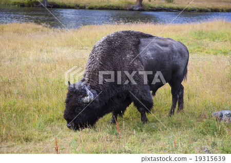 Buffalo American Bison Yellowstone National Park 19315639