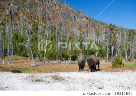 Buffalo family American Bison Yellowstone National Park Buffalo family American Bison Yellowstone National Park 19315643