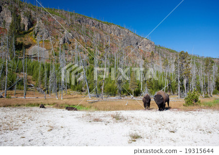 Buffalo family American Bison Yellowstone National Park Buffalo family American Bison Yellowstone National Park 19315644