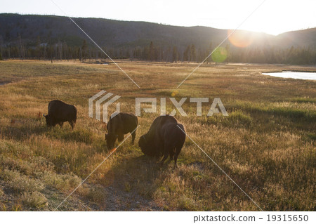 Buffalo American Bison Yellowstone National Park Buffalo American Bison Yellowstone National Park 19315650