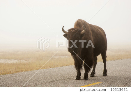 水牛城美國北美野牛黃石國家公園 19315651