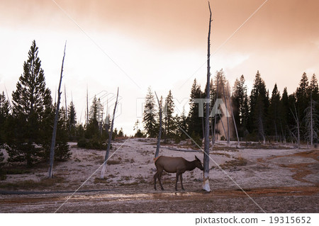 吃麋Wapiqui吠聲的黃石國家公園 19315652