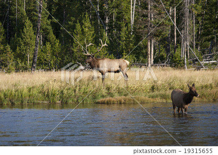 Elk Wappichi Yellowstone National Park nestling in the grassland Elk Wappichi Yellowstone National Park nestling in the grassland 19315655
