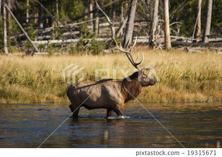 Deer across the river Elk Wapiti Yellowstone National Park Deer across the river Elk Wapiti Yellowstone National Park 19315671