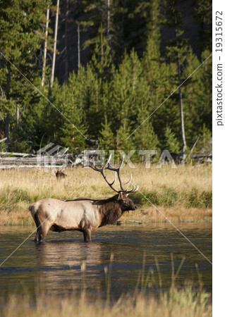 Deer across the river Elk Wapiti Yellowstone National Park Deer across the river Elk Wapiti Yellowstone National Park 19315672