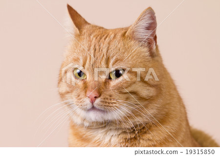 Cat  sitting and looking up 19315850