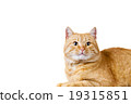 Cat  sitting and looking up 19315851