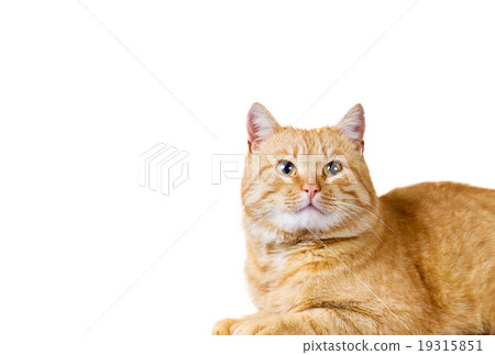 Cat  sitting and looking up 19315851