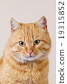 Cat  sitting and looking up 19315852