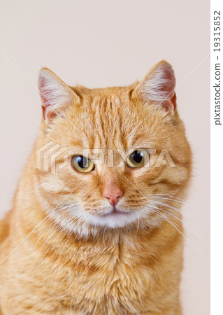 Cat  sitting and looking up 19315852