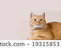 Cat  sitting and looking up 19315853