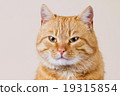Cat  sitting and looking up 19315854
