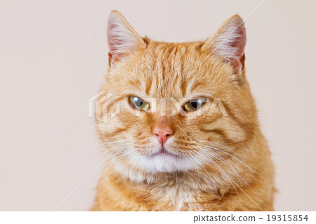 Cat  sitting and looking up 19315854