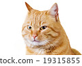 Cat  sitting and looking up 19315855