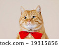 Cat  sitting and looking up 19315856