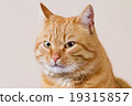 Cat  sitting and looking up 19315857