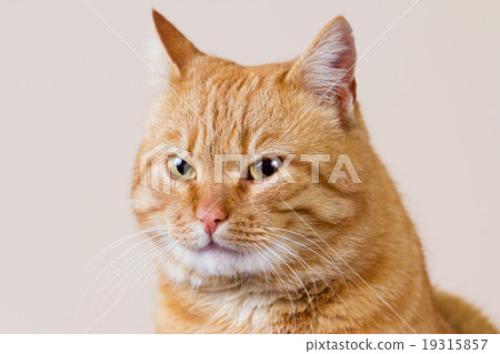 Cat  sitting and looking up 19315857