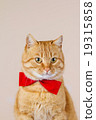 Cat  sitting and looking up 19315858