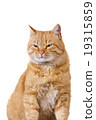 Cat  sitting and looking up 19315859