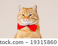 Cat  sitting and looking up 19315860