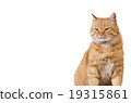 Cat  sitting and looking up 19315861