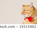Cat  sitting and looking up 19315862