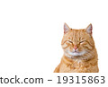 Cat  sitting and looking up 19315863