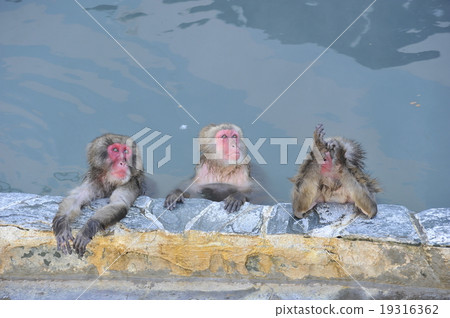 猴子,猴子和溫泉,溫泉,露天浴池 猴子,猴子和溫泉,溫泉,露天浴池 19316362